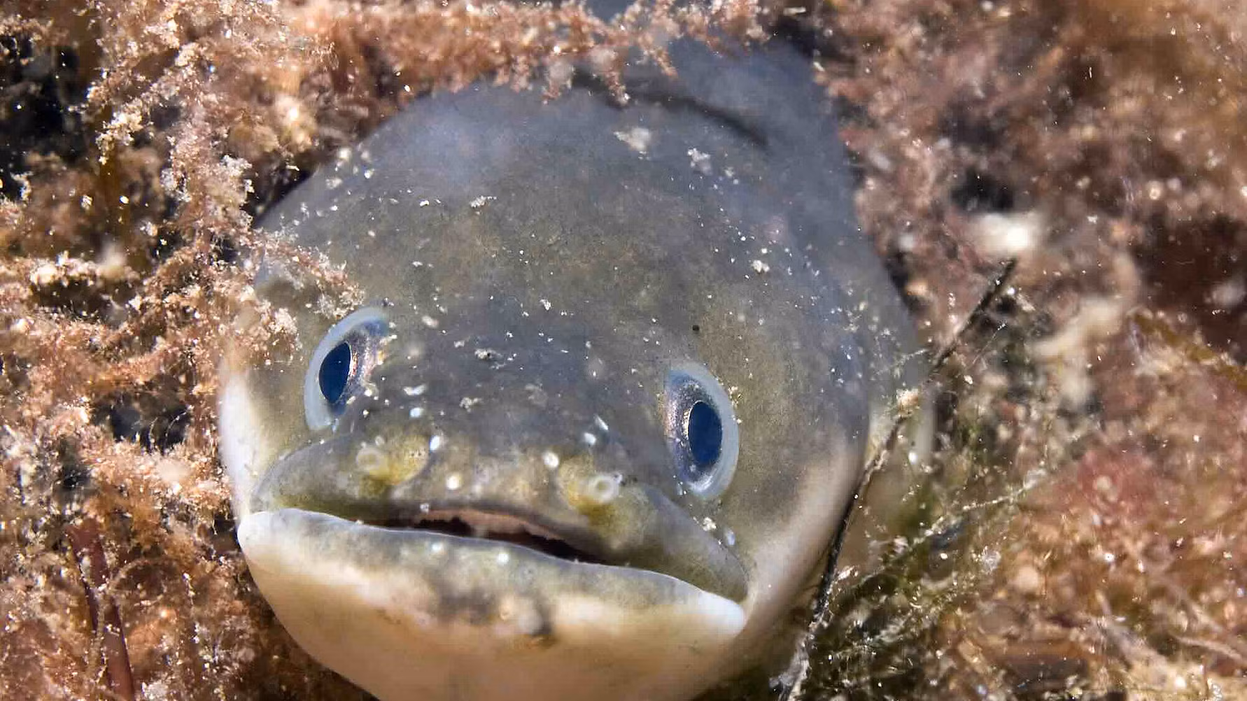ål Fisk fridlyses