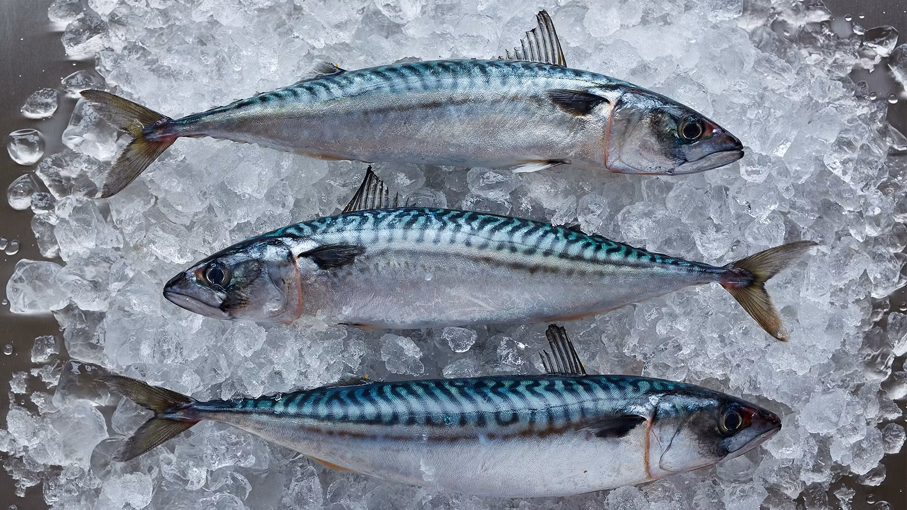 Atlantisk Makrill